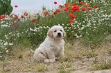 GOLDEN RETRIEVER 308